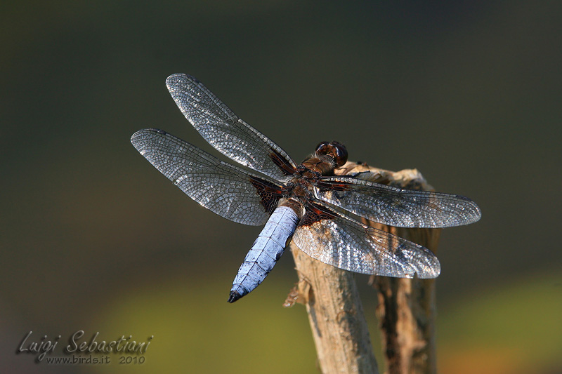 Libellula depressa